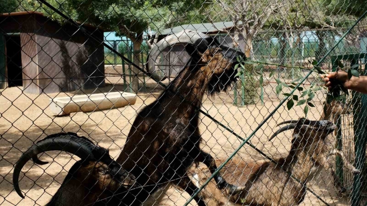 Kurban Bayramı’nda Hayvanat Bahçesi Öğrencilere Ücretsiz Olacak