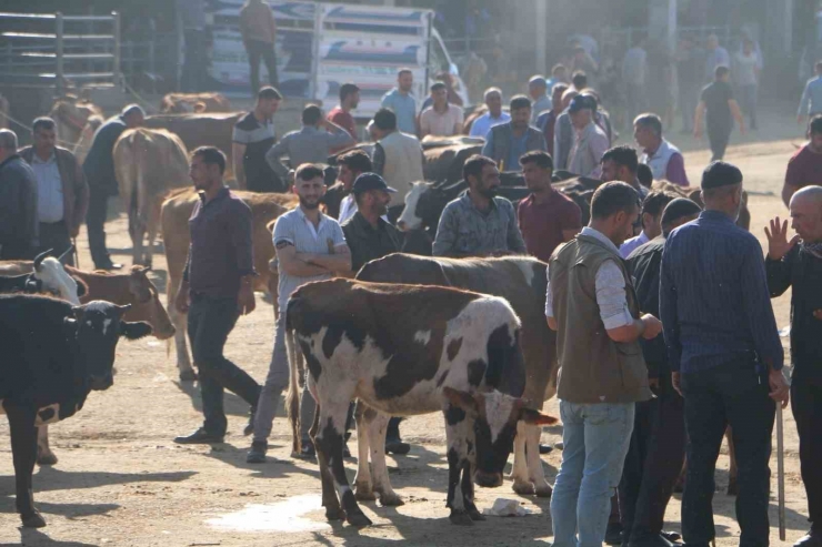 Diyarbakır’da İşin Ehlinden Acemi Kasap Uyarısı