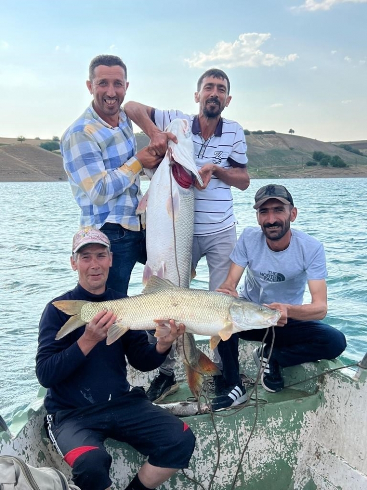 Fırat Nehri’nde 30 Kiloluk Turna Balığı Oltaya Takıldı