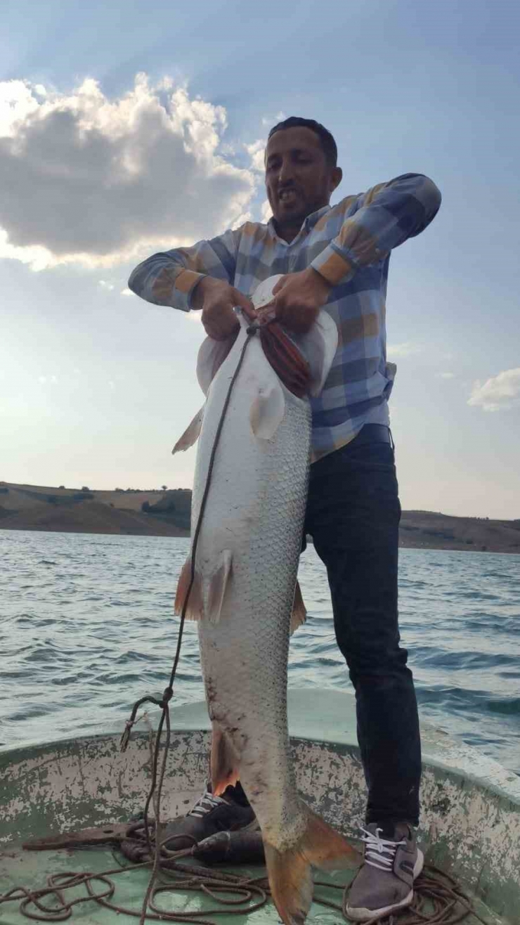 Fırat Nehri’nde 30 Kiloluk Turna Balığı Oltaya Takıldı