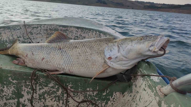 Fırat Nehri’nde 30 Kiloluk Turna Balığı Oltaya Takıldı