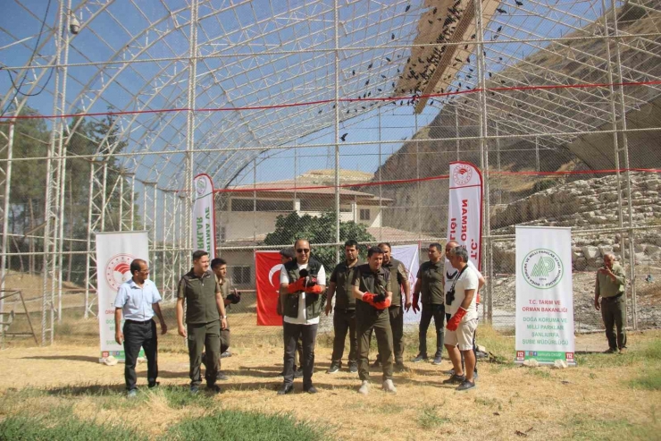 Gprs Cihazı Takılan Kelaynak Kuşları Göç Yolculuğuna Başladı