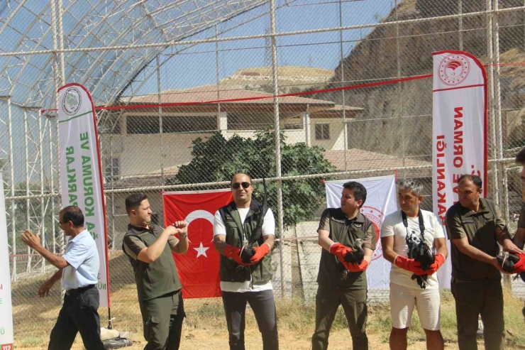 Gprs Cihazı Takılan Kelaynak Kuşları Göç Yolculuğuna Başladı