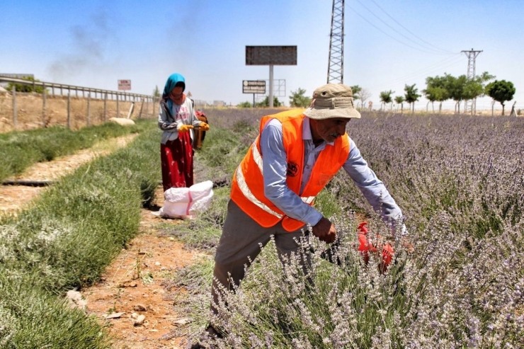 Şanlıurfa’da Mor Hasat Başladı