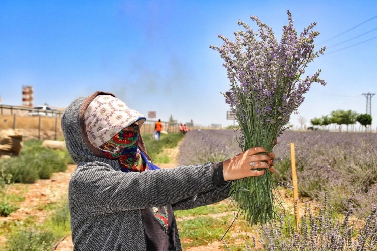 Şanlıurfa’da Mor Hasat Başladı