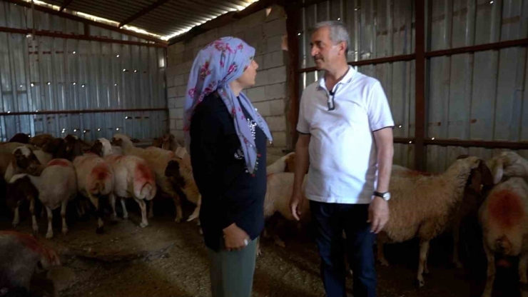 Şahinbey’in Destekleriyle Hayvancılık Gelişiyor