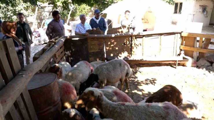 Şahinbey’in Destekleriyle Hayvancılık Gelişiyor