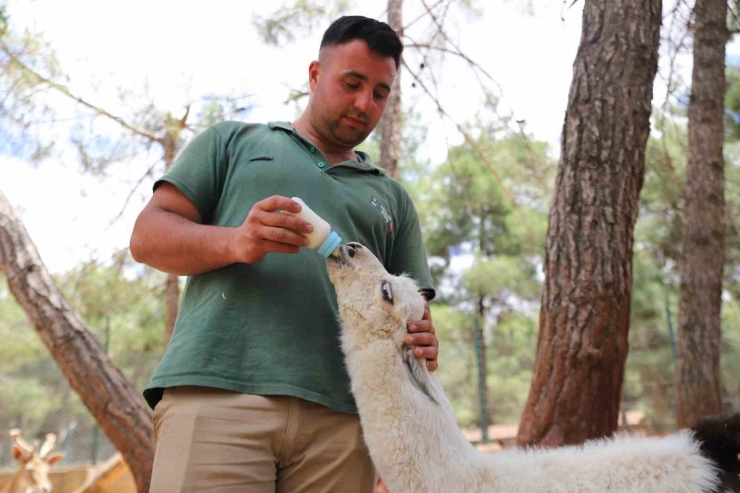 Annesi Tarafından Terk Edilen Lamaya Bakıcıları Sahip Çıktı