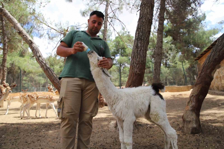 Annesi Tarafından Terk Edilen Lamaya Bakıcıları Sahip Çıktı