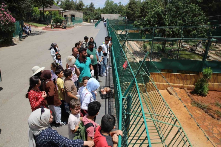 45 Derece Sıcaklıkta Hayvanlar Buzlu Kokteylle Serinledi