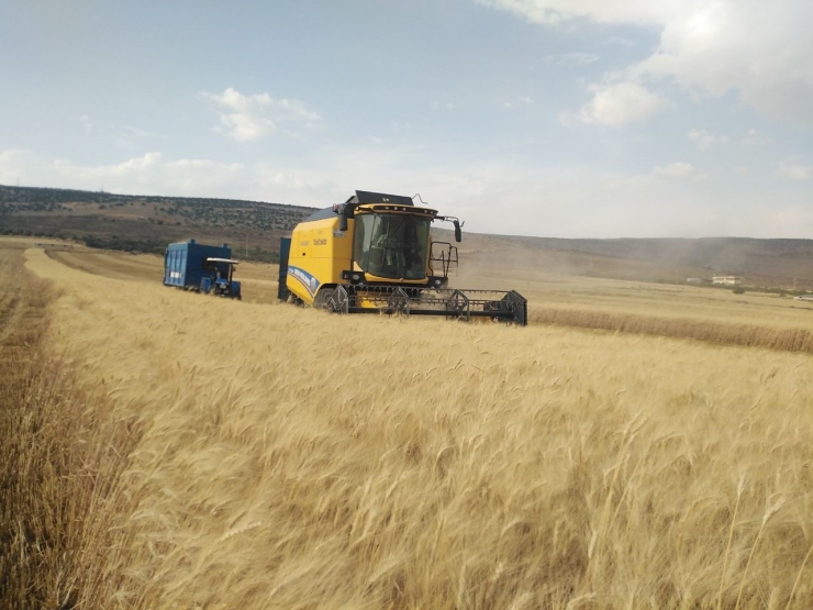 Yavuzeli’nde Buğday Ve Arpa Hasadı Sürüyor