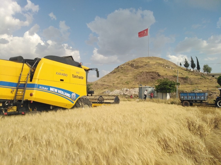 Yavuzeli’nde Buğday Ve Arpa Hasadı Sürüyor