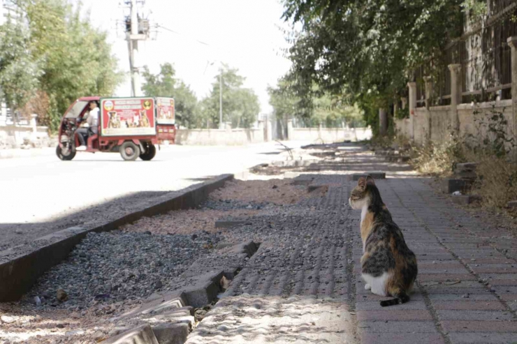 Diyarbakır Sıcaklarında Günde 3-4 Bin Sokak Hayvanına Mama Ve Su Veriliyor