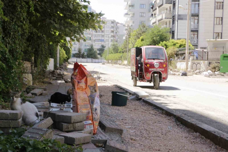 Diyarbakır Sıcaklarında Günde 3-4 Bin Sokak Hayvanına Mama Ve Su Veriliyor