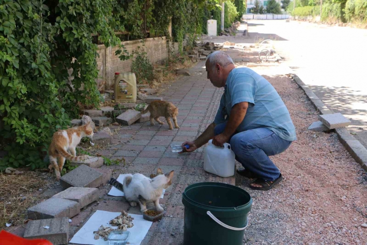 Diyarbakır Sıcaklarında Günde 3-4 Bin Sokak Hayvanına Mama Ve Su Veriliyor