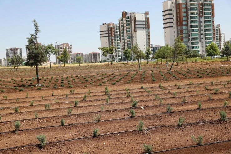 Diyarbakır’da Tıbbi Aromatik Bitkiler Bahçesi Kuruluyor