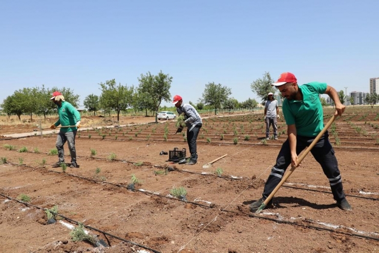 Diyarbakır’da Tıbbi Aromatik Bitkiler Bahçesi Kuruluyor