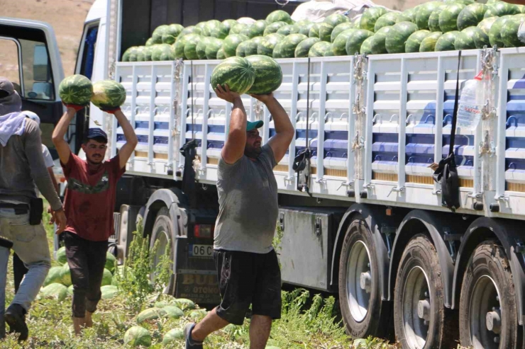 Diyarbakır’da Karpuz Hasadı Başladı