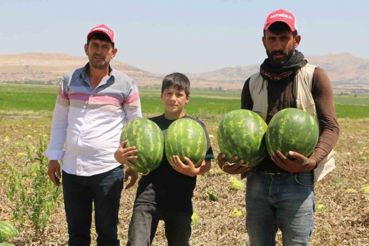 Diyarbakır’da Karpuz Hasadı Başladı