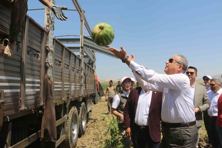 Diyarbakır’da Karpuz Hasadı Başladı