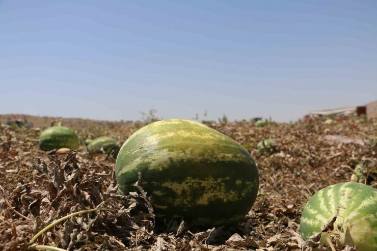 Diyarbakır’da Karpuz Hasadı Başladı