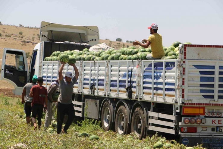 Diyarbakır’da Karpuz Hasadı Başladı