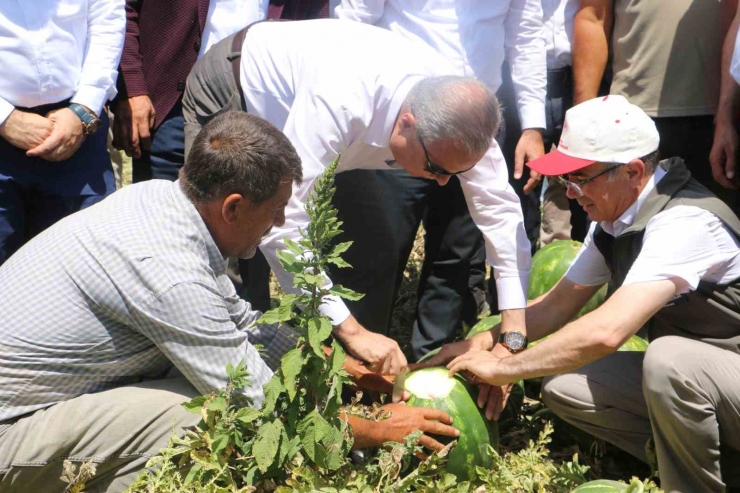 Diyarbakır’da Karpuz Hasadı Başladı