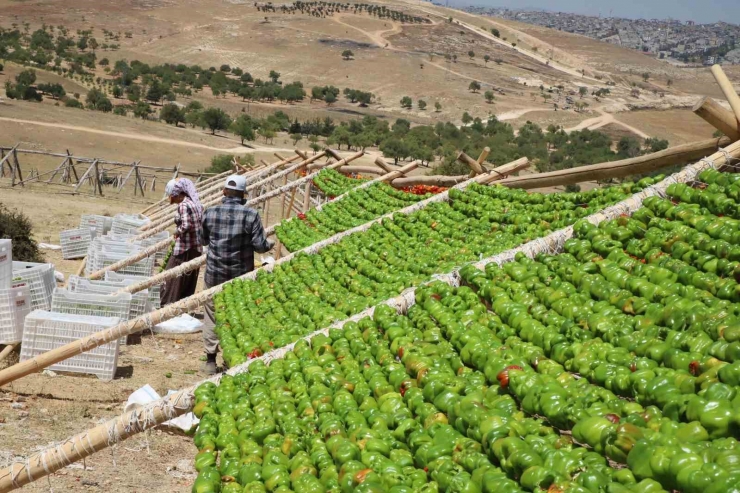 Yılın İlk Kurutmalıkları Güneşe Bırakıldı