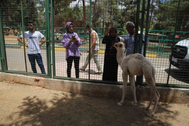 Annesi Tarafından Terk Edilen Yavru Albino Deveye Bakıcıları Sahip Çıktı