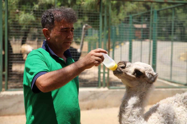 Annesi Tarafından Terk Edilen Yavru Albino Deveye Bakıcıları Sahip Çıktı