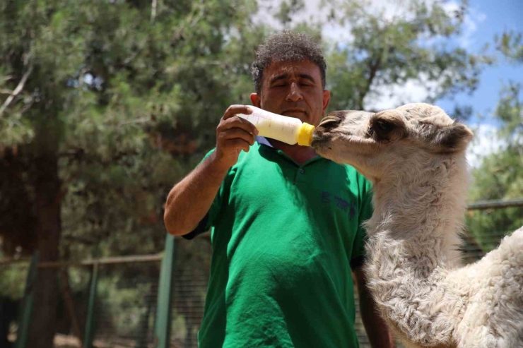 Annesi Tarafından Terk Edilen Yavru Albino Deveye Bakıcıları Sahip Çıktı