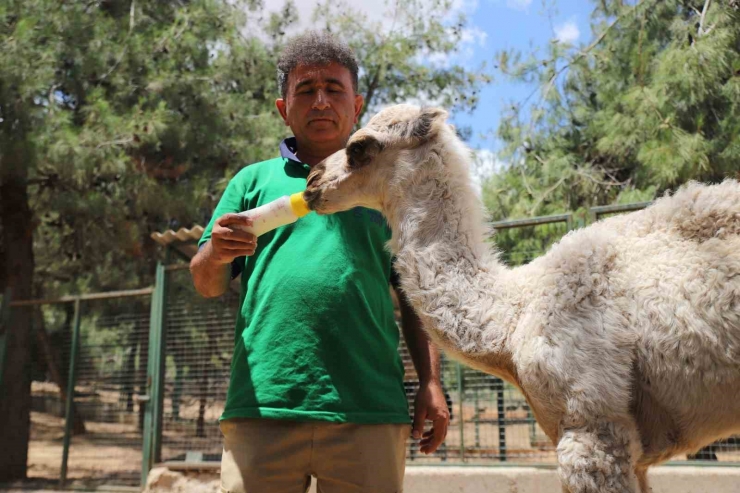 Annesi Tarafından Terk Edilen Yavru Albino Deveye Bakıcıları Sahip Çıktı