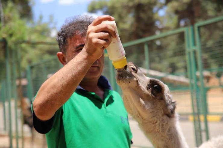 Annesi Tarafından Terk Edilen Yavru Albino Deveye Bakıcıları Sahip Çıktı