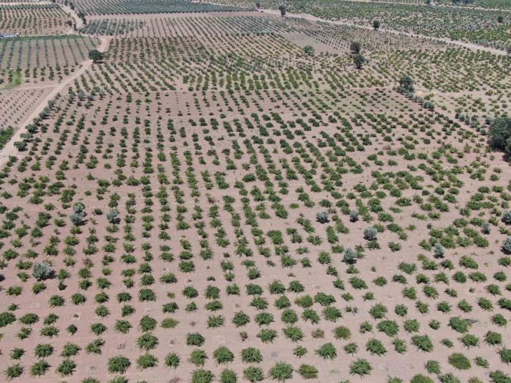 Deprem Ve Aşırı Sıcaklar Üzümdeki Rekolteyi Düşürdü