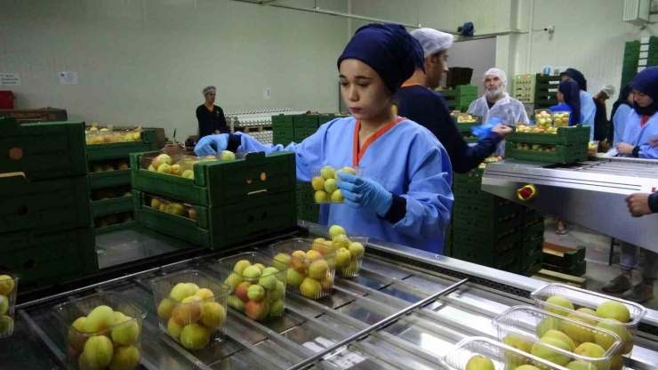 Avrupa’nın Yaş Kayısısı Malatya’dan