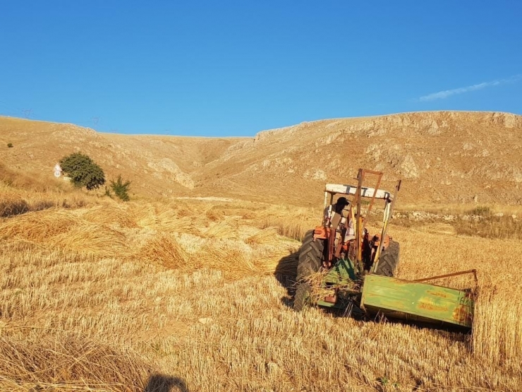 Kuluncak’ta Buğday Hasadı