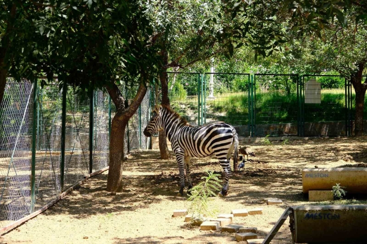 Malatya Hayvanat Bahçesini Bugüne Kadar 1 Milyon Kişi Gezdi