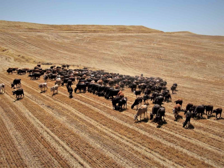 Diyarbakır’da Afrika’yı Aratmayan Görüntü