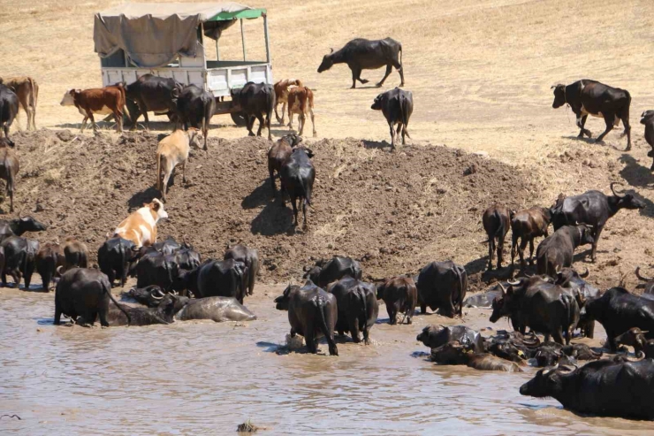 Diyarbakır’da Afrika’yı Aratmayan Görüntü