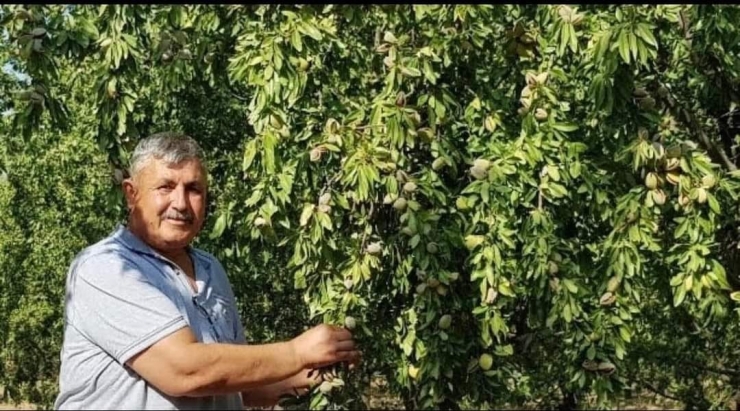 Badem Üreticileri Cumhurbaşkanından Müjde Bekliyor