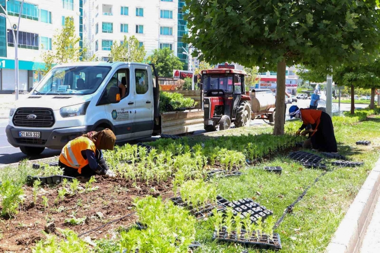 Diyarbakır’da 1 Milyon 520 Bin Çiçek Toprakla Buluştu