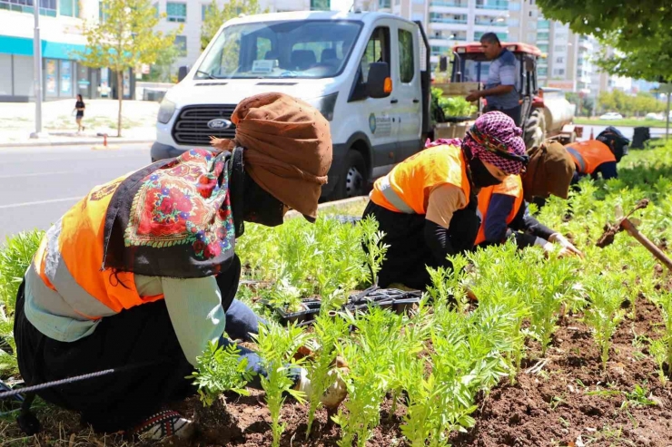 Diyarbakır’da 1 Milyon 520 Bin Çiçek Toprakla Buluştu