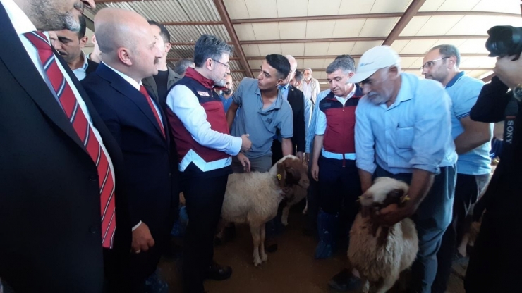 Bakan Yumaklı Depremzedelere Küçükbaş Hayvan Dağıttı