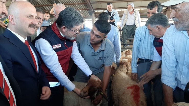 Bakan Yumaklı Depremzedelere Küçükbaş Hayvan Dağıttı