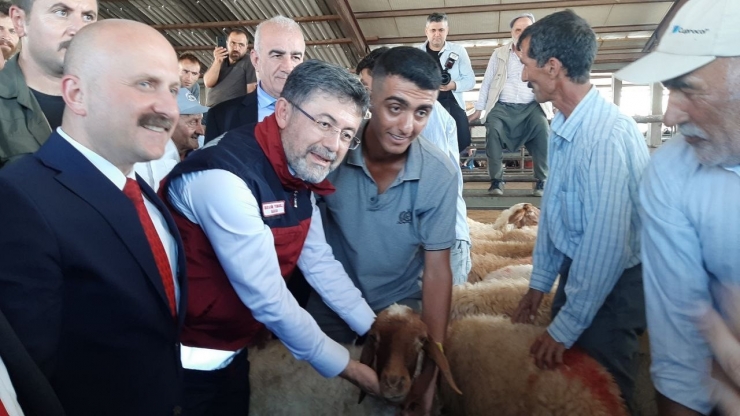 Bakan Yumaklı Depremzedelere Küçükbaş Hayvan Dağıttı