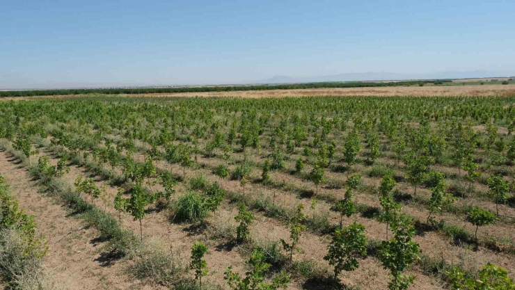 Malatya’da 30 Bin Fidan Toprakla Buluşacak