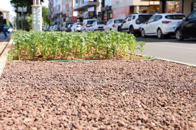 Su Tasarrufu İçin Kuru Peyzaj Çalışmaları Başladı