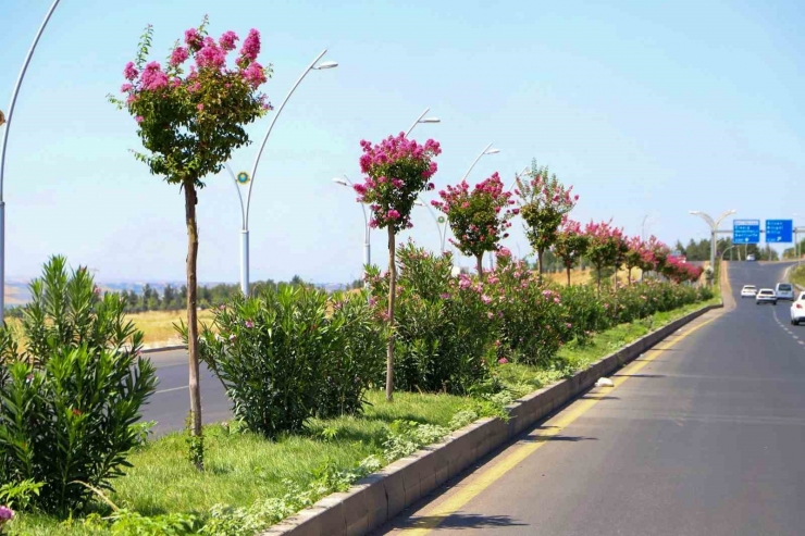 Diyarbakır’da Refüj Ve Kavşaklar Oya Ağaçları İle Renklendi