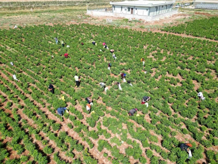 Belediyenin Sera Ve Tarlalarında Biber Hasadı Başladı