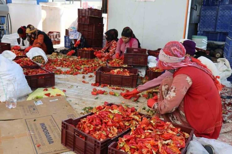 Belediyenin Sera Ve Tarlalarında Biber Hasadı Başladı